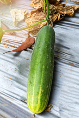 Fresh green cucumber growing on plant vine tree on organic vegetable garden farm wait for harvesting cucumber