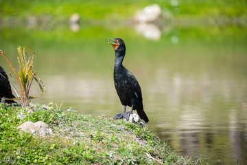 Cormorant bird sits. Florida. USA. 