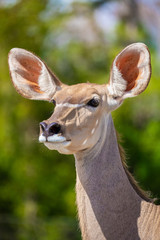 Obraz premium Greater Kudu. Florida. USA. 