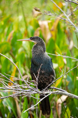 Anhinga sits in the wind. Wild nature. Florida. USA