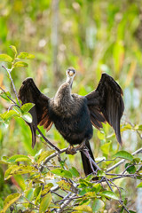 Anhinga sits in the wind. Wild nature. Florida. USA