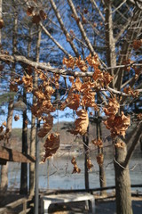 Dried Leaves in Sunny Day