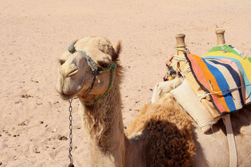 Сamel and sand