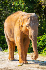 Elephant Laugh. Africa.  