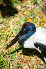Wood stork bird. Miami. Florida. USA. 