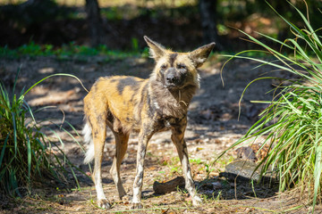 Hyena dog. USA. 