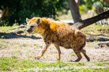 Hyena dog. USA. 