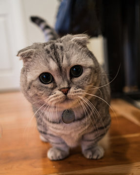 Cutest grey and silver munchkin scottish fold cat.