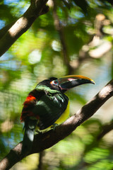 Toucan seats on a tree. Florida. USA. 