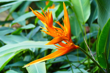 Obraz premium Charming blooming exotic tropical flowers on a nature background