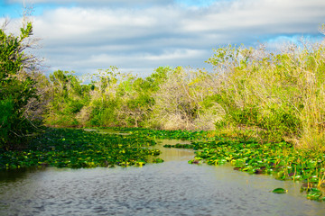 Florida swamps in Everglades National Park. USA. 