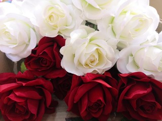 red and white rose Love Valentine Day