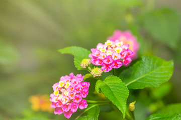 Pink Umbelanterna flower with theirs tree in the ga