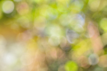 Natural bokeh green and yellow abstract blur background
