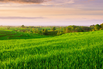 eauty sunrise light with amazing sky and color in indonesia nature panorama paddy fields  natural beauty of bengkulu utara indonesia with mountain barisan and green nature asia