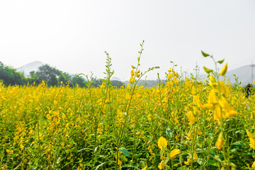 landscape view of yellow Sunn Hemp field