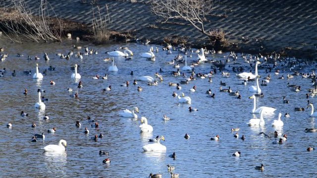 オオハクチョウ、オナガガモ、ホシハジロ、にぎやか、4k動画