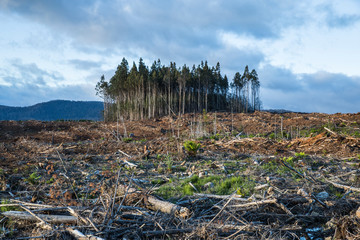 Forestry logging Tasmania