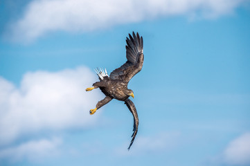 White-tailed eagle in flight. Adult white-tailed eagle, Scientific name: Haliaeetus albicilla, also known as the ern, erne, gray eagle, Eurasian sea eagle and white-tailed sea-eagle.