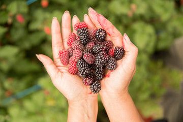 Berries in hands