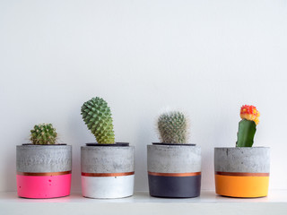 Colorful modern concrete planters with cactus plants. Painted concrete pots for home decoration