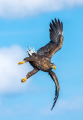White-tailed eagle in flight. Adult white-tailed eagle, Scientific name: Haliaeetus albicilla, also known as the ern, erne, gray eagle, Eurasian sea eagle and white-tailed sea-eagle.