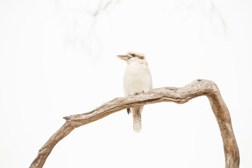 Kookaburra on branch, Australia
