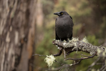 Currawong bird, Tasmania