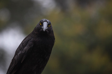 Currawong bird, Tasmania