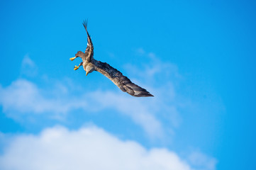 White-tailed eagle in flight. Adult white-tailed eagle, Scientific name: Haliaeetus albicilla, also known as the ern, erne, gray eagle, Eurasian sea eagle and white-tailed sea-eagle.