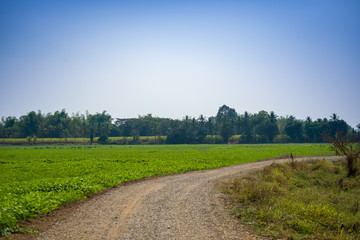 Fototapeta na wymiar road field countryside