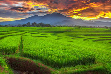 Naklejka na ściany i meble the beauty morning at rice fields, the sunligth is very cool and rainbow after rain natural beauty of bengkulu utara indonesia with mountain barisan and green nature asia
