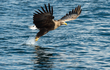 White-tailed eagle in flight, fishing. Adult white-tailed eagle, Scientific name: Haliaeetus albicilla, also known as the ern, erne, gray eagle, Eurasian sea eagle and white-tailed sea-eagle.