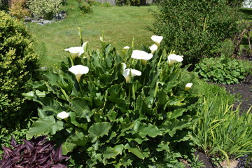 plants in the garden