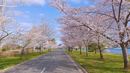 Road with cherry trees in bloom in East Potomac Park near the water, Washington DC, USA. Spring landscape with cherry trees in flowers along the river.