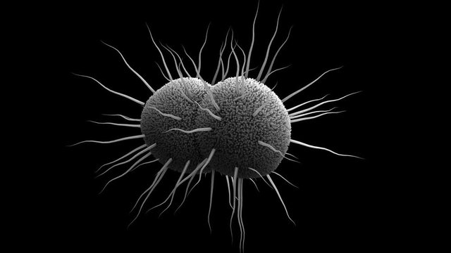 Bacteria, bacterium Neisseria gonorrhoeae