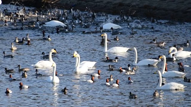 オオハクチョウたちはゆったり、オナガガモ、ホシハジロにぎやか、スローモーション