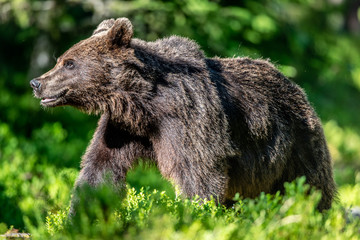 Obraz premium Brown bear in the summer forest at sunny day. Green forest natural background. Scientific name: Ursus arctos.