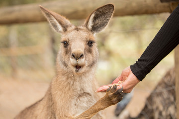 Kangaroo being hand fed.