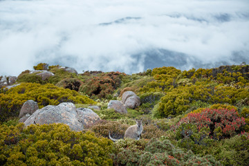 Wallaby on Mount Wellington, Tasmania