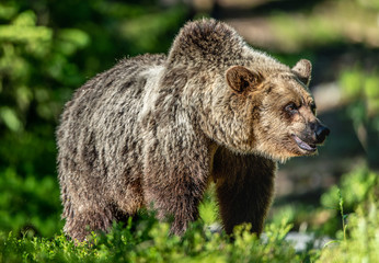Obraz na płótnie Canvas Close up portrait of Brown bear in the summer forest at sunny day. Green forest natural background. Scientific name: Ursus arctos.