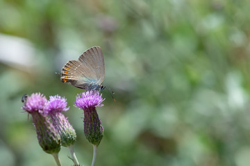 Lycaenidae / Güzel Sevbeni / / Satyrium spini