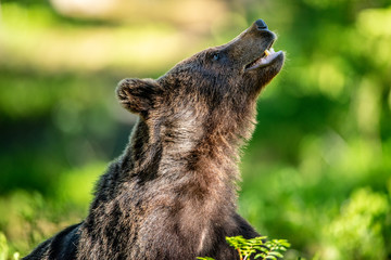 Fototapeta premium Close up portrait of Brown bear in the summer forest at sunny day. Green forest natural background. Scientific name: Ursus arctos.