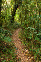 Empty rainforest trail in south america Brazil