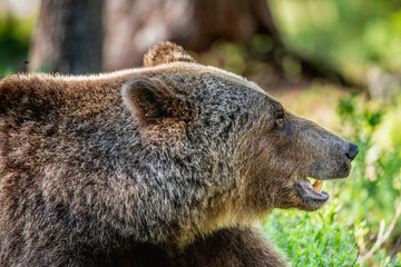Obraz premium Close up portrait of Brown bear in the summer forest at sunny day. Green forest natural background. Scientific name: Ursus arctos.