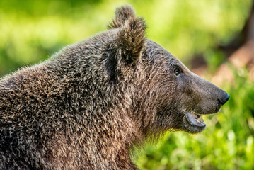 Close up portrait of Brown bear in the summer forest at sunny day. Green forest natural background. Scientific name: Ursus arctos.