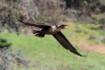 Bird cormorant shore bird flying
