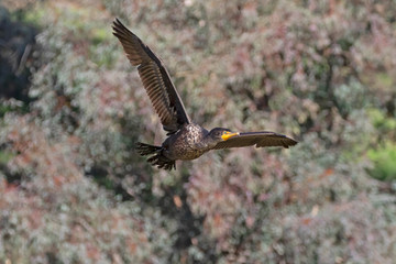 Bird cormorant shore bird flying