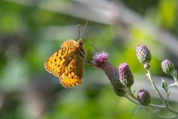 Nymphalidae / Güzel İnci / / Argynnis aglaja