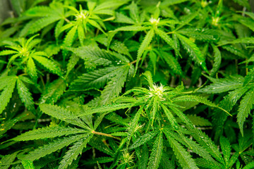 Green background of leaves. In door grow hemp. Cannabis at the beginning of flowering. Medicinal...